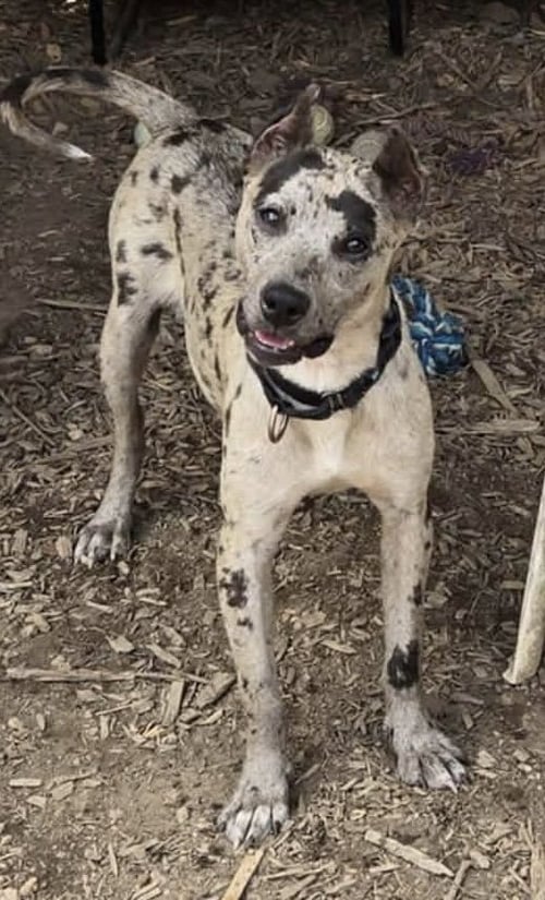 JASMINE: NOT AT SHELTER (KELLI G) - Hound / Terrier available for adoption