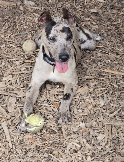 JASMINE: NOT AT SHELTER (KELLI G) - Hound / Terrier available for adoption