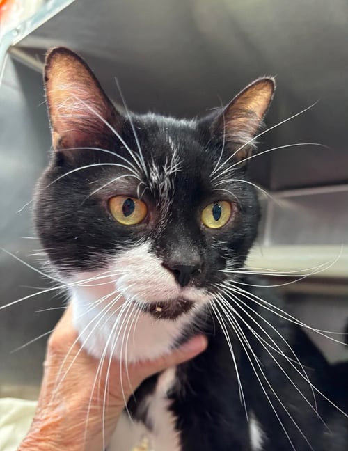 JAMES - AT SHELTER - Domestic Short Hair available for adoption