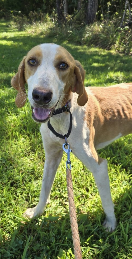 BOB BARKER -  AT SHELTER AVAILABLE 8/29 - Hound available for adoption