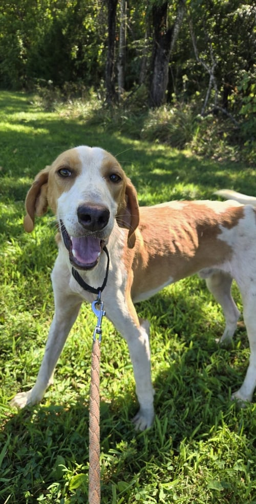 BOB BARKER -  AT SHELTER AVAILABLE 8/29 - Hound available for adoption