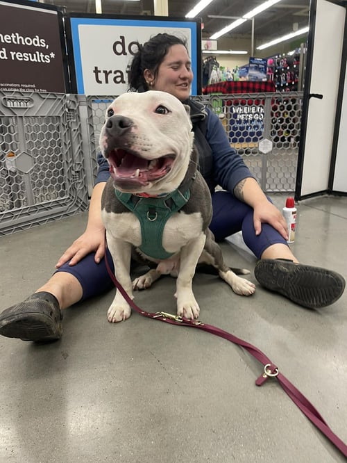 HIP,: NOT AT SHELTER (TIFFANY) - Pit Bull Terrier available for adoption