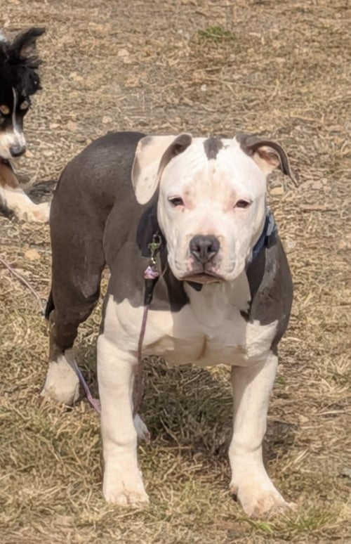 HIP,: NOT AT SHELTER (TIFFANY) - Pit Bull Terrier available for adoption