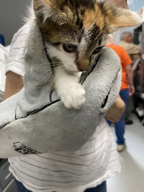 APOLLO - NOT AT SHELTER (AJ) - Domestic Short Hair available for adoption