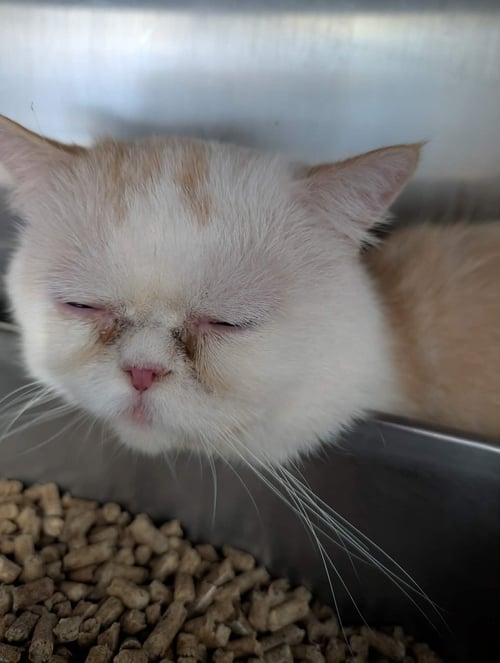 MUSHIE - AT SHELTER AVAILABLE 8/23 - Domestic Short Hair available for adoption