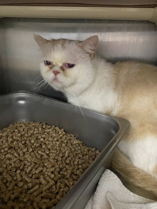 MUSHIE - AT SHELTER AVAILABLE 8/23 - Domestic Short Hair available for adoption
