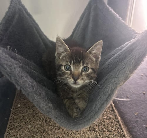 MR PIBB - NOT AT SHELTER (AJ) - Domestic Short Hair available for adoption
