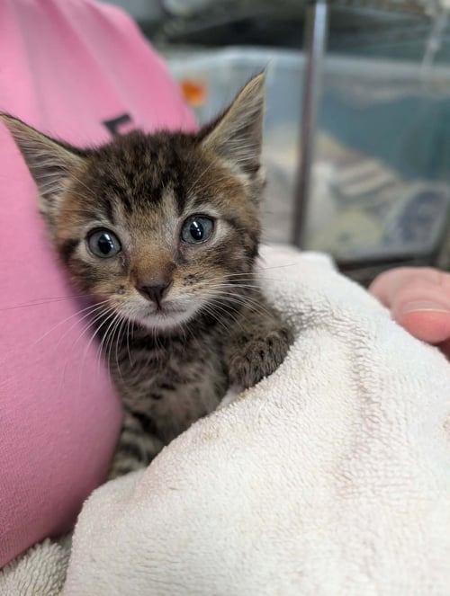 MR PIBB - NOT AT SHELTER (AJ) - Domestic Short Hair available for adoption