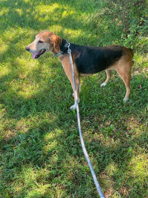 SABER - AT SHELTER AVAILABLE 8/2 - Hound available for adoption