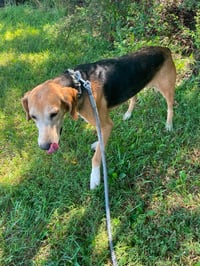 Saber - At shelter available 8/2 - Photo 2