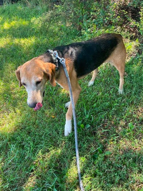 SABER - AT SHELTER AVAILABLE 8/2 - Hound available for adoption