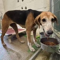 Saber - At shelter available 8/2 - Photo 3