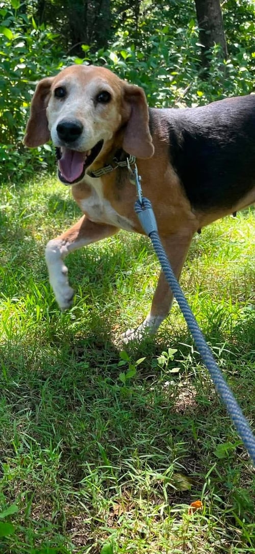 SABER - AT SHELTER AVAILABLE 8/2 - Hound available for adoption