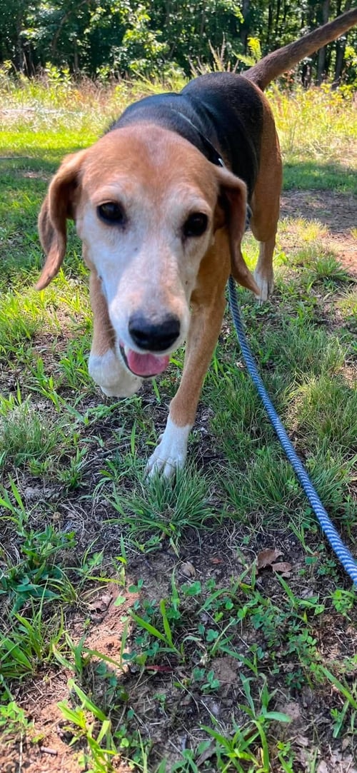 SABER - AT SHELTER AVAILABLE 8/2 - Hound available for adoption