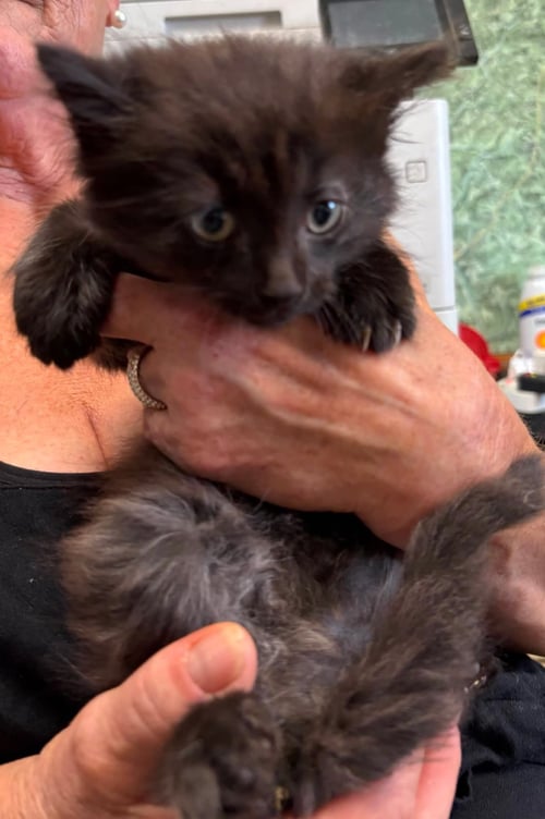 SUDS - NOT AT SHELTER (DEBRA K) - Domestic Long Hair available for adoption