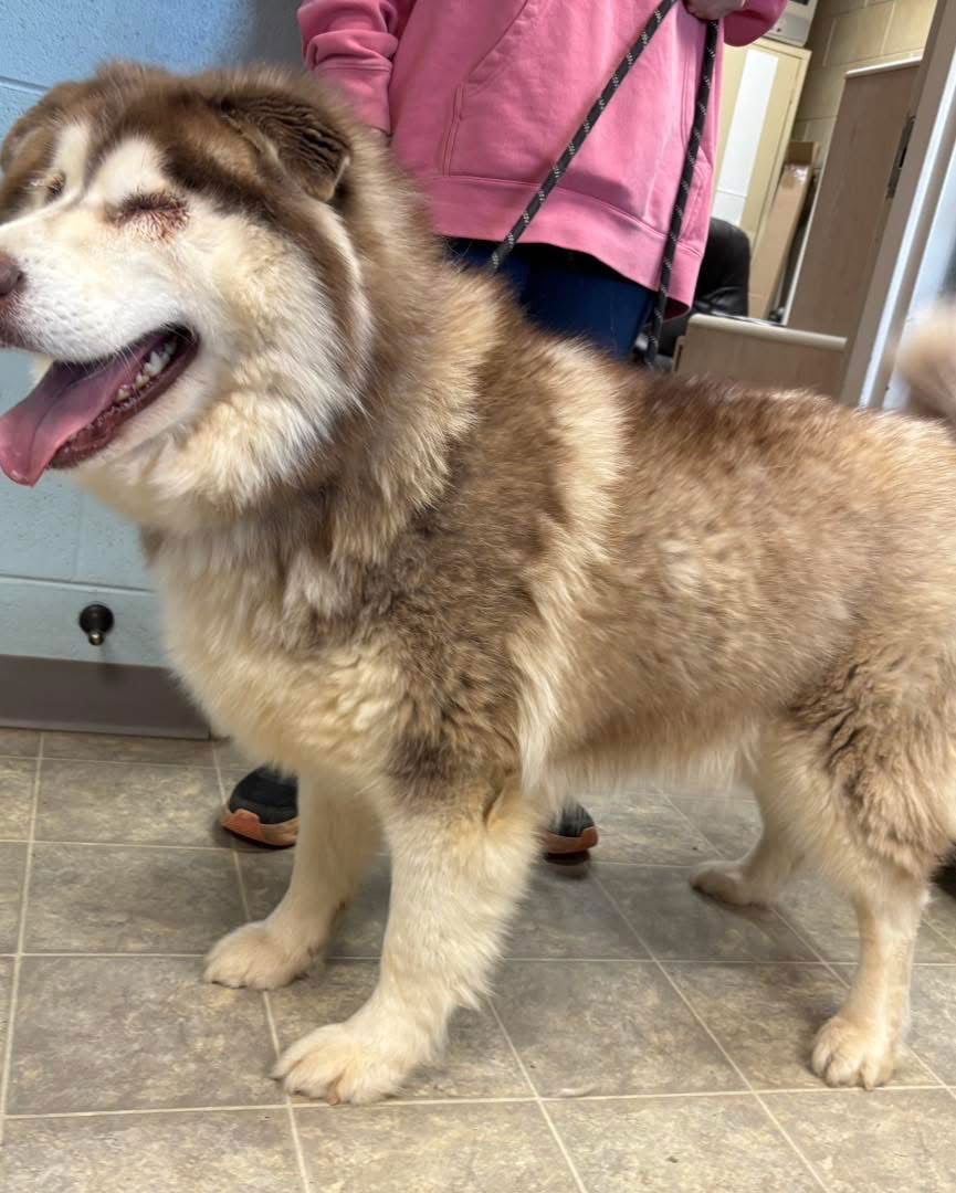 ZEUS: NOT AT SHELTER (ASHLEY) - Alaskan Malamute available for adoption