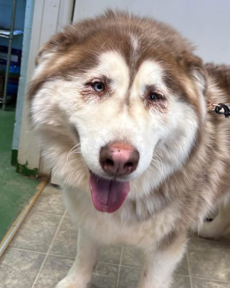 ZEUS: NOT AT SHELTER (ASHLEY) - Alaskan Malamute available for adoption