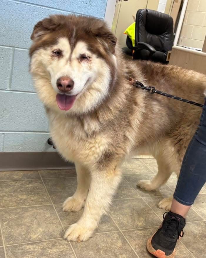 Zeus: Not at shelter (Ashley) - Photo 3