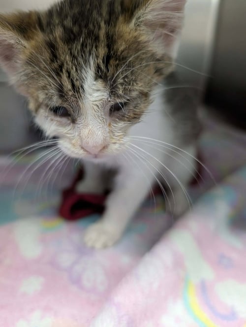 USPS - NOT AT THE SHELTER (SHANNON) - Domestic Short Hair available for adoption