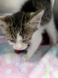 USPS - Not at the Shelter (Shannon) - Photo 2