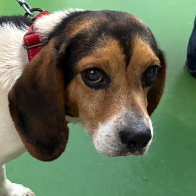CINCO - AT SHELTER AVAILABLE 5/11