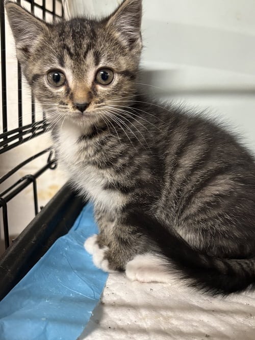WYATTE: NOT AT SHELTER (BARBE) - Domestic Short Hair available for adoption