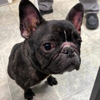 A-Ron, aka FROG: Not At shelter (Misty) - Photo 2
