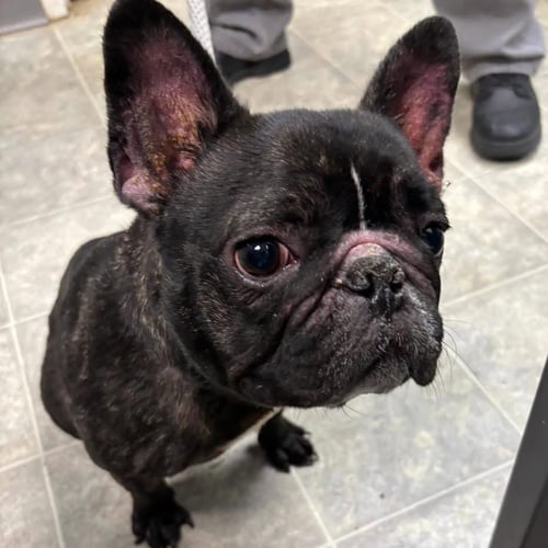 ORION, AKA FROG: NOT AT SHELTER (MISTY) - French Bulldog available for adoption