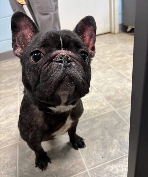 ORION, AKA FROG: NOT AT SHELTER (MISTY) - French Bulldog available for adoption