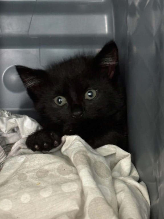 Clove: Not at shelter (Faith) Image