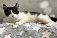 Chance: Not at the Shelter (Faith) - Photo 1