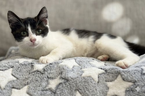 CHANCE: NOT AT THE SHELTER (FAITH) - Domestic Short Hair available for adoption