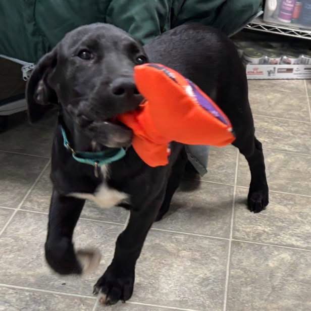 Rufus - At shelter available 8/20 Image