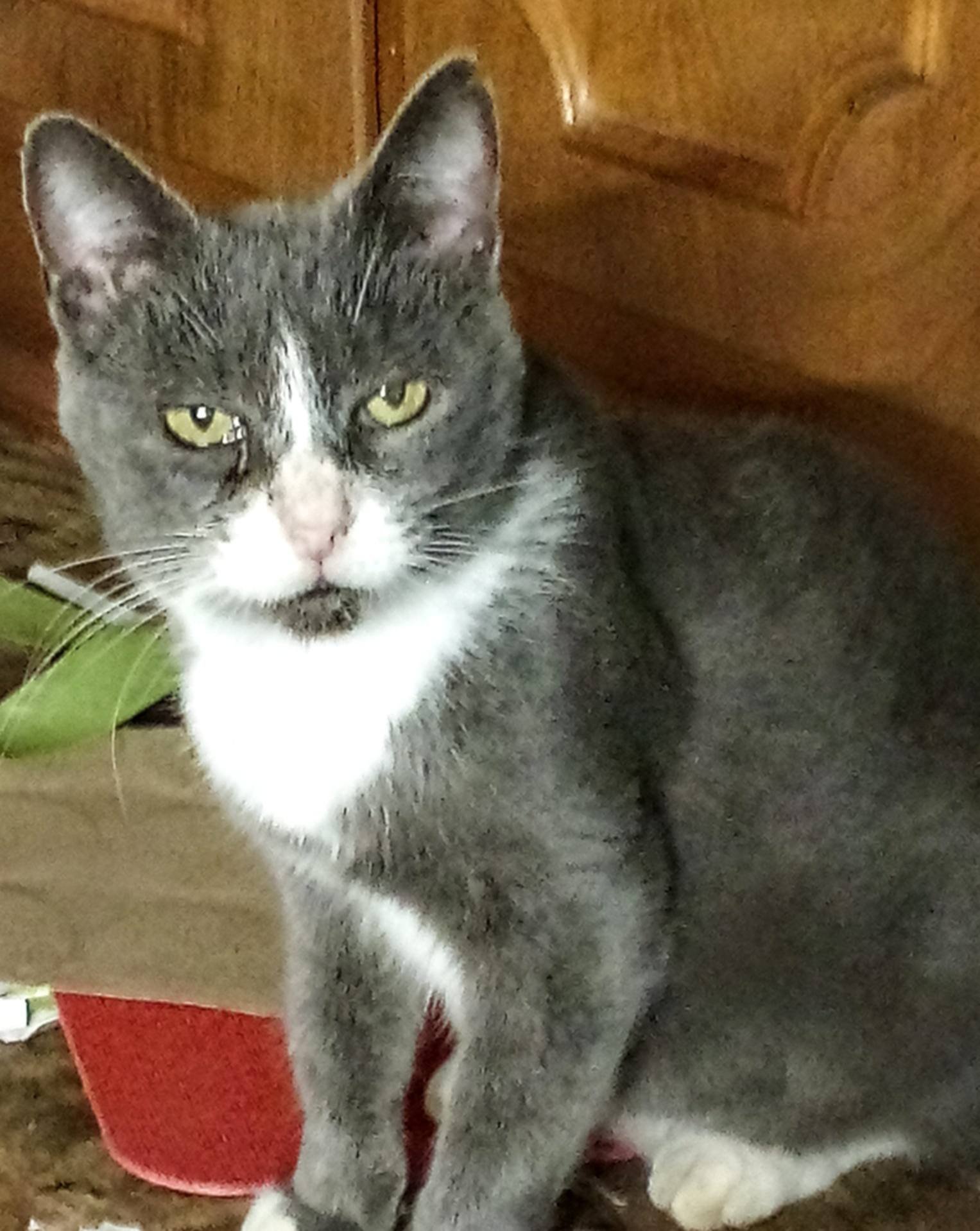 TERRAPIN - NOT AT THE SHELTER (DEBRA) - Domestic Short Hair available for adoption