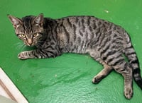Neale - Not at shelter - Photo 1