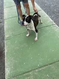 Dottie May: At shelter available 7/5 - Photo 1