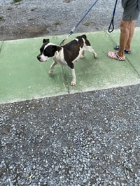 Dottie May: At shelter available 7/5 - Photo 2