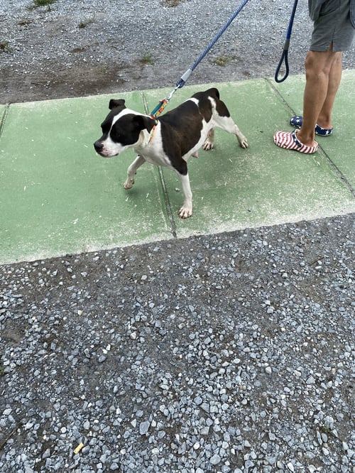 DOTTIE MAY: AT SHELTER AVAILABLE 7/5 - Pit Bull Terrier available for adoption