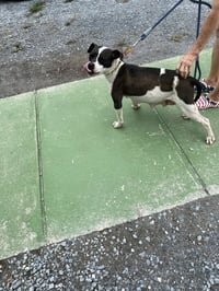 Dottie May: At shelter available 7/5 - Photo 3
