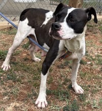 Dottie Mae: Not at shelter - Photo 11