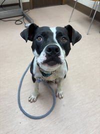 Dottie Mae: Not at shelter - Photo 4