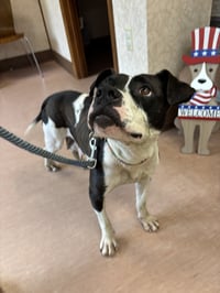 Dottie Mae: Not at shelter - Photo 9