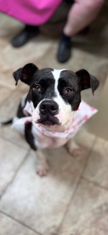 Dottie Mae: Not at shelter Image