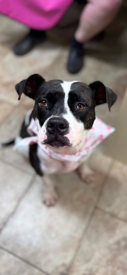 DOTTIE MAE: NOT AT SHELTER - Pit Bull Terrier available for adoption