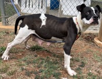 Dottie Mae: Not at shelter - Photo 10
