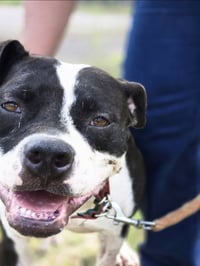Dottie Mae: Not at shelter - Photo 5