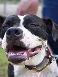 Dottie Mae: Not at shelter - Photo 12