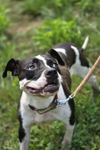 Dottie Mae: Not at shelter - Photo 2