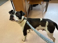 Dottie Mae: Not at shelter - Photo 7