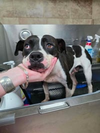 Dottie Mae: Not at shelter - Photo 3